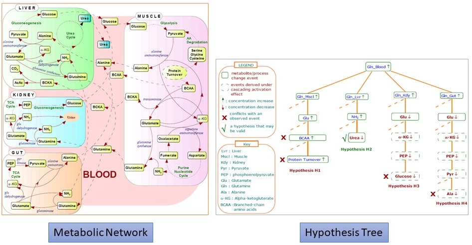 Metabolism Query Language